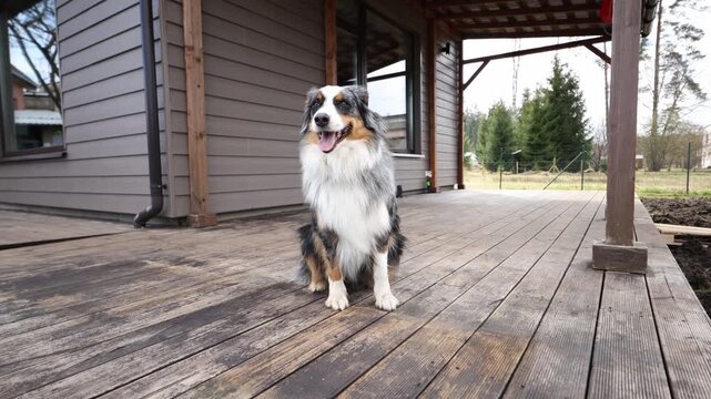 Medium shot shows Australian Shepherd sitting on weathered porch at a modern clapboard house, with downspout, porch post, roof beams, and window reflections.