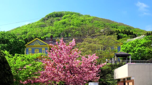 元町公園の桜と旧函館区公会堂と函館山