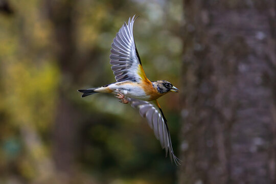 Bergfink (Fringilla montifringilla)