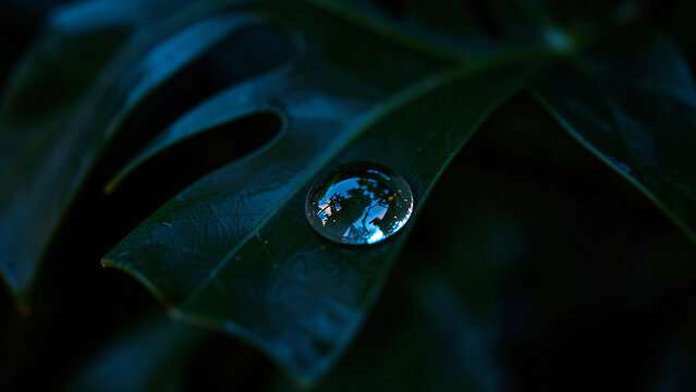 Centrally composed macro of single lar