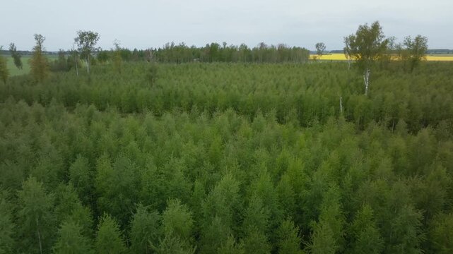 Aerial glide over young birch trees with white trunks and fine leaves. Title  Aerial glide over young birch stand with white trunks and yellow band.