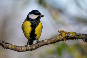 Fototapeta premium Kohlmeise (parus major)