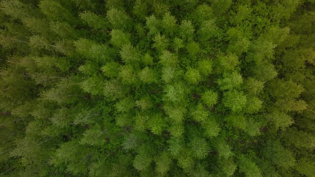 Aerial top down view of birch canopy shows pale trunks and even crowns. Drone drift causes subtle motion. Muted greens under overcast light form hexagonal like treetops.
