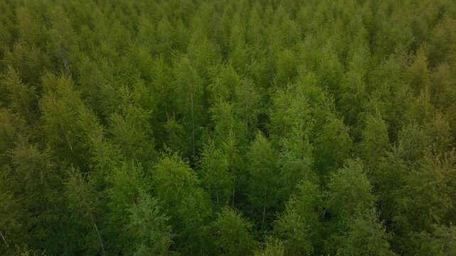 Aerial forward glide over young birch trees in regular rows, pale trunks and fresh leaves, gentle downward tilt, isolated taller trees, overcast light, soft tones.