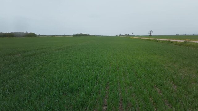 Aerial drone glide over farmland rows, dirt track and road sign. Young cereal plants in neat rows, bare tree and triangular sign, faint ruts, muted light suggest survey.