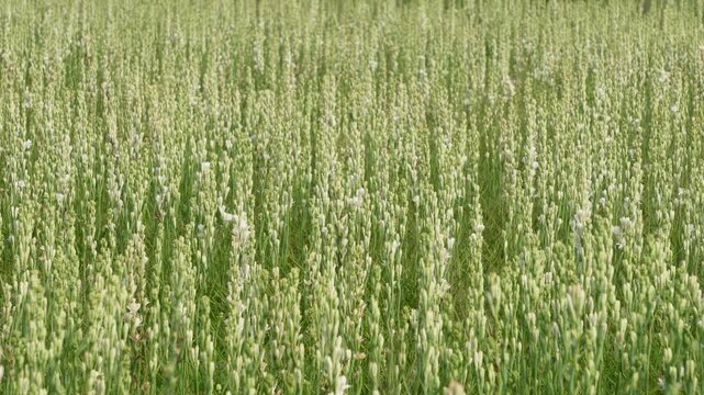 Tuberose flower field blooming bright
