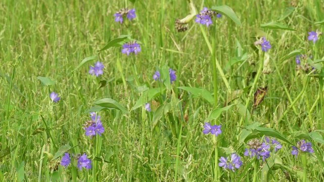 Ohio spiderwort blooming with vibrant purple flowers