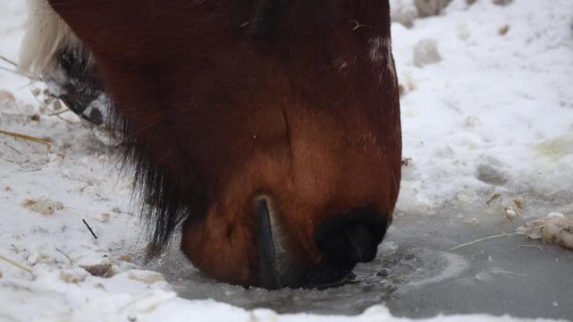 Brown horse presses muzzle into thin ice to drink, nostrils and whiskers frosted. Small ripples form. White mane tuft and hay on snowy ground mark the scene.