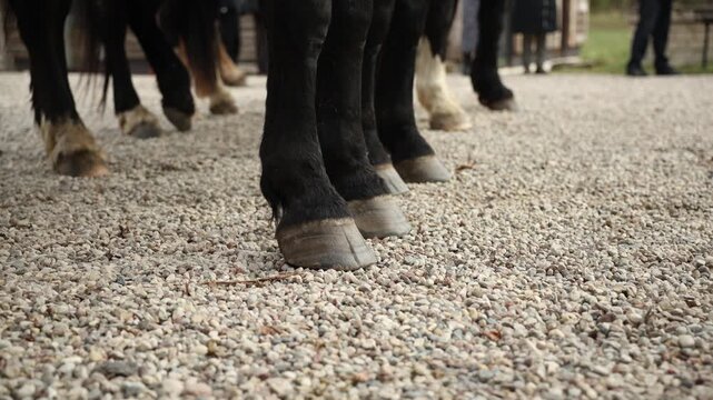 Draft horse hooves on pale gravel outside stable in slow motion. Ground level view shows feathering, subtle weight shifts, muted tones, shallow depth of field.