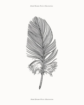 Hand drawn vector illustration of a bird feather. Perfect for nature or organic themes.