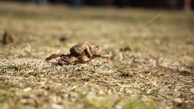 Low angle close up of common toads in amplexus on dry grass title tracks deliberate crawl as male clings to female. Warm sunlight and long shadows emphasize texture.