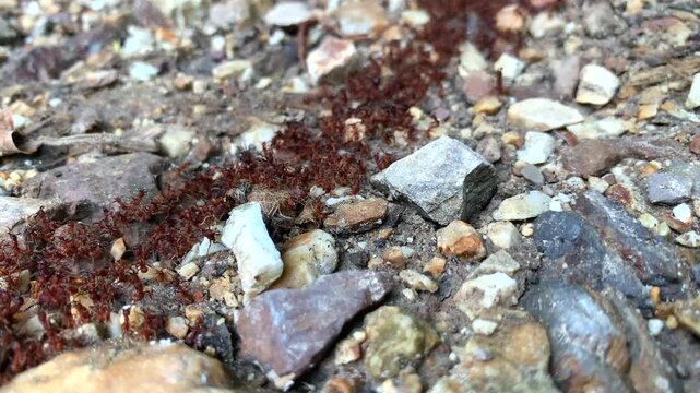 Protected moving ling of red Army Ants insect tropical rainforest jungle ground rocks South America