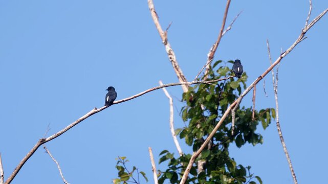 Resting pair Swallow-winged Puffbird bird cotinga rainforest jungle dawn tropical