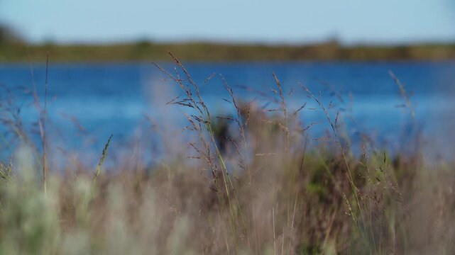 Eye level selective focus shot of wild lagoon marsh reeds waving in the wind against calm shallow waters during a golden sunset near Eraclea and the Piave river mouth, Veneto, Italy