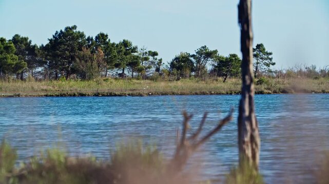 wild wetland lake shores with dry branches, observing wild birds flying over the calm shallow lagoon waters at sunset near Eraclea and the Piave mouth, Italy