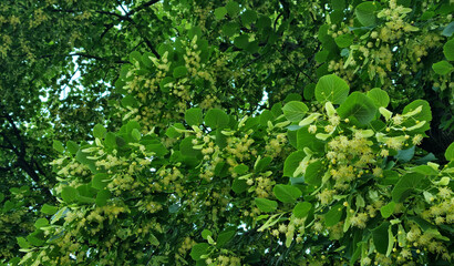 Fototapeta premium A close-up of a blooming linden tree. Linden is a honey plant. Selective focus