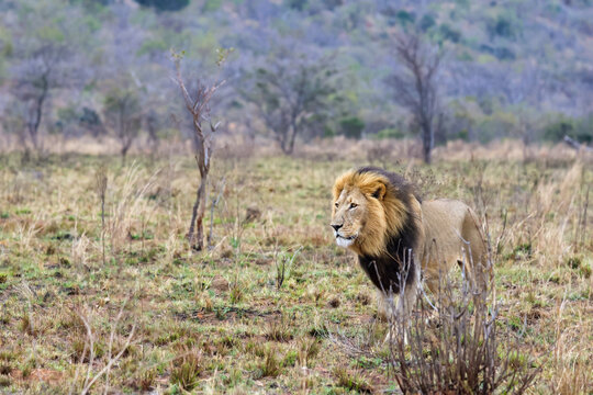 View of a male lion walking through the dry savanna grass at Welgevonden Game Reserve in Waterberg District Municipality, Limpopo, South Africa.