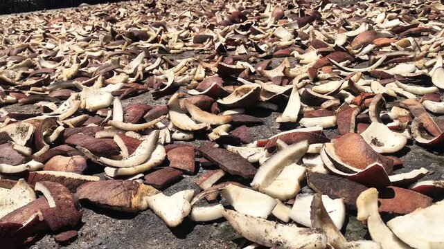 Chopped coconut pieces drying under the sun for copra production