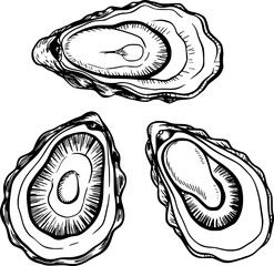 Hand-drawn of three opened oysters on a white background © Bulbul