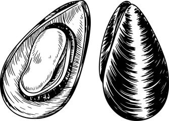 Vintage of two mussels, one open and one closed © Bulbul