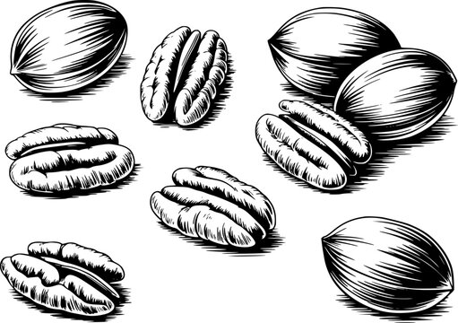 Vintage of pecans whole and shelled nuts in black and white