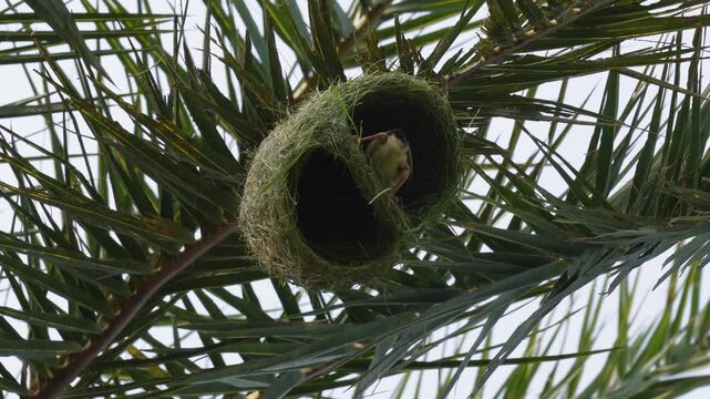 Baya weaver bird building hanging nest