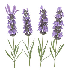 Obraz premium A cluster of vibrant purple and white flowers in a natural setting