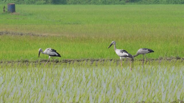 Asian openbill storks foraging in lush rice field