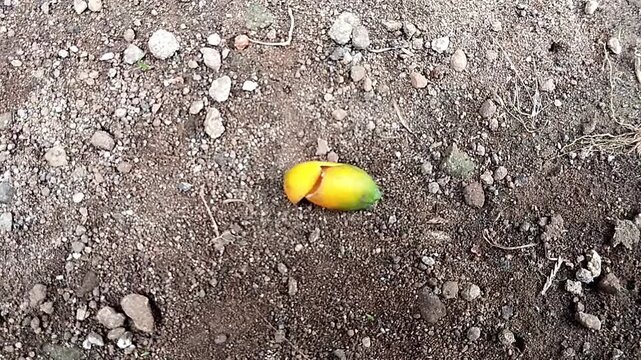 High angle shot of a static yellow green melinjo seed with a split surface resting on dirt ground.