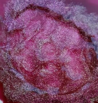 Abstract burgundy and purple glitter background with silver shimmer macro texture