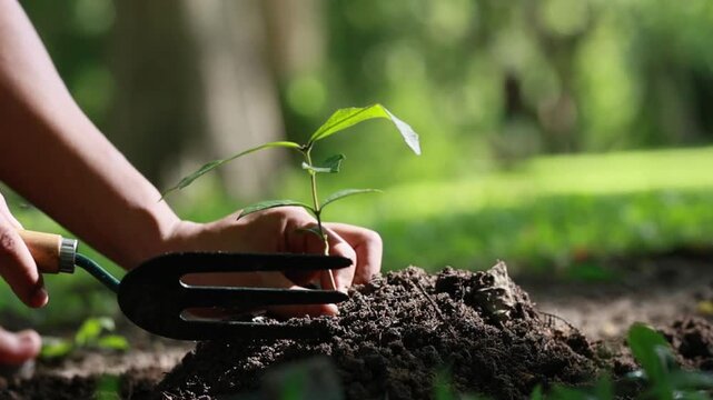 A newly planted young tree growing in fertile soil, symbolizing sustainability, environmental conservation, reforestation, climate action, biodiversity, and a greener future.