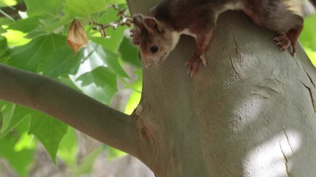 Ardilla roja com&uacute;n trepando y desplaz&aacute;ndose por las ramas de un &aacute;rbol en la Font del Hortet en Alcoy, Espa&ntilde;a