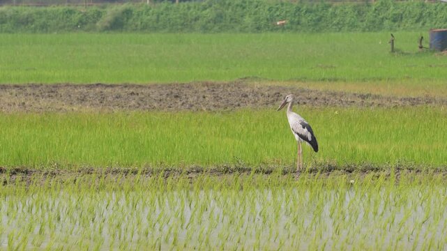 Asian openbill stork foraging in flooded rice field