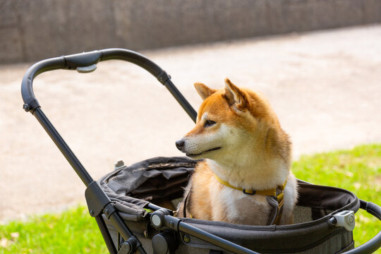 ドッグカートに乗ってくつろぐ柴犬