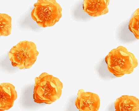 Spring floral frame, Fresh Trollius or Globeflower  flowers. Orange wild peony blossoms as greeting card. Minimal nature flowery still life, blooming plants on white background with empty space