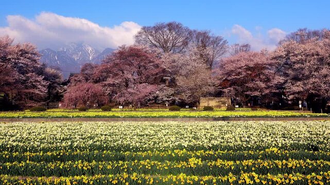 実相寺の桜とスイセン