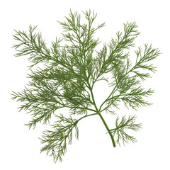 Fototapeta premium Detailed close-up of fresh green dill herb branch isolated on white background