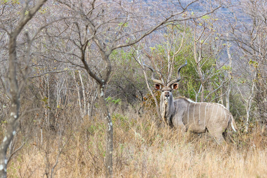 View of a male kudu with large spiral horns standing in the dry brush of the Welgevonden Game Reserve, Waterberg District Municipality, Limpopo, South Africa.