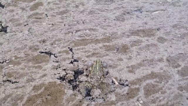 A video of a frog singing in a pond to find a mate.