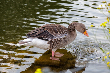 Fototapeta premium Greylag Goose Standing in Shallow Water Creating Gentle Ripples