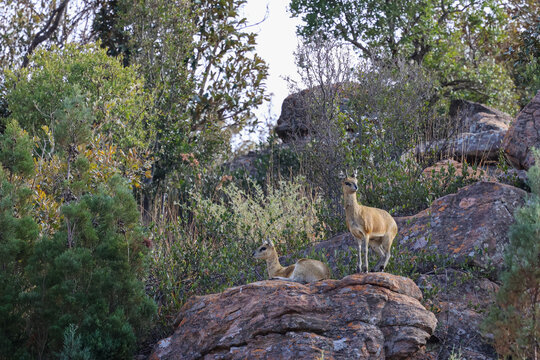 View of two klipspringers standing and resting on rocky terrain within the bushveld landscape of Welgevonden Game Reserve in Waterberg District Municipality, Limpopo, South Africa.