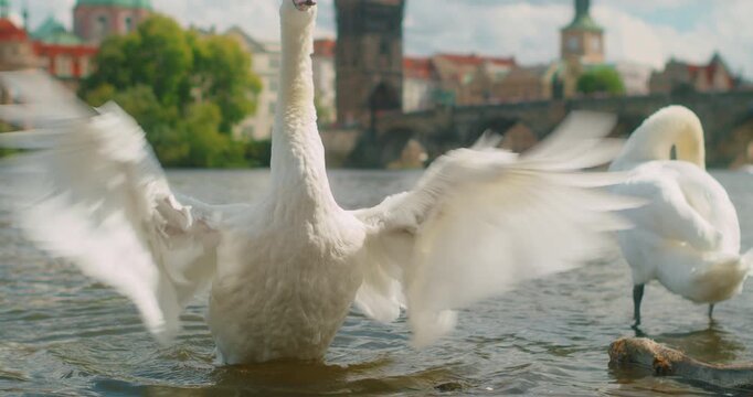 White swan spreads wing beside Charles Bridge creating a memorable Prague travel scene in summer day