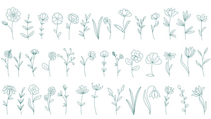 Outline illustrations of flowers and herbs collection. Set of botanical drawings, hand drawn in ink. Vector elements in sketch style of blooming greenery © Iry