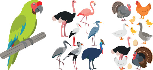 Fototapeta premium Wild and domestic bird illustrations bundle with colorful parrot flamingo crane cassowary and farm geese for nature graphics
