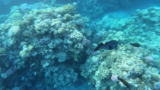 Underwater coral reef scene captured in vibrant blue light. Colorful fish dart through the reef's textured surface. Small fish glides past a starfish nestled among corals