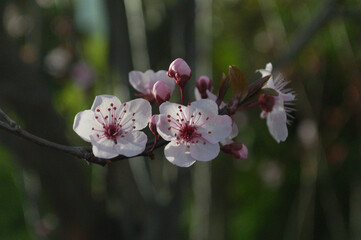 pink cherry blossom © Trippers