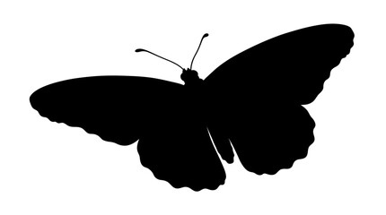 Black Silhouette Of A Butterfly With Antennae Isolated On White © FARISTA