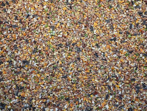 Chicken feed in top view. Grains for poultry. Grain background.