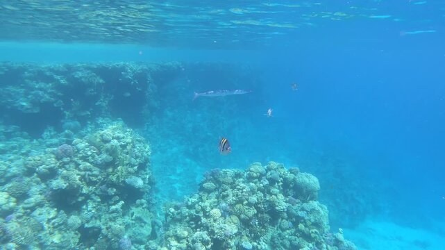 Clear blue water surrounds coral reef structures. Tiny fish dart through rocky underwater landscape. Red Sea houndfish glide quietly among corals. Bright sunlight filters through surface waves