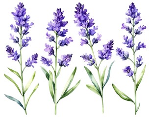 Obraz premium Watercolor style purple lavender set isolated on white background 